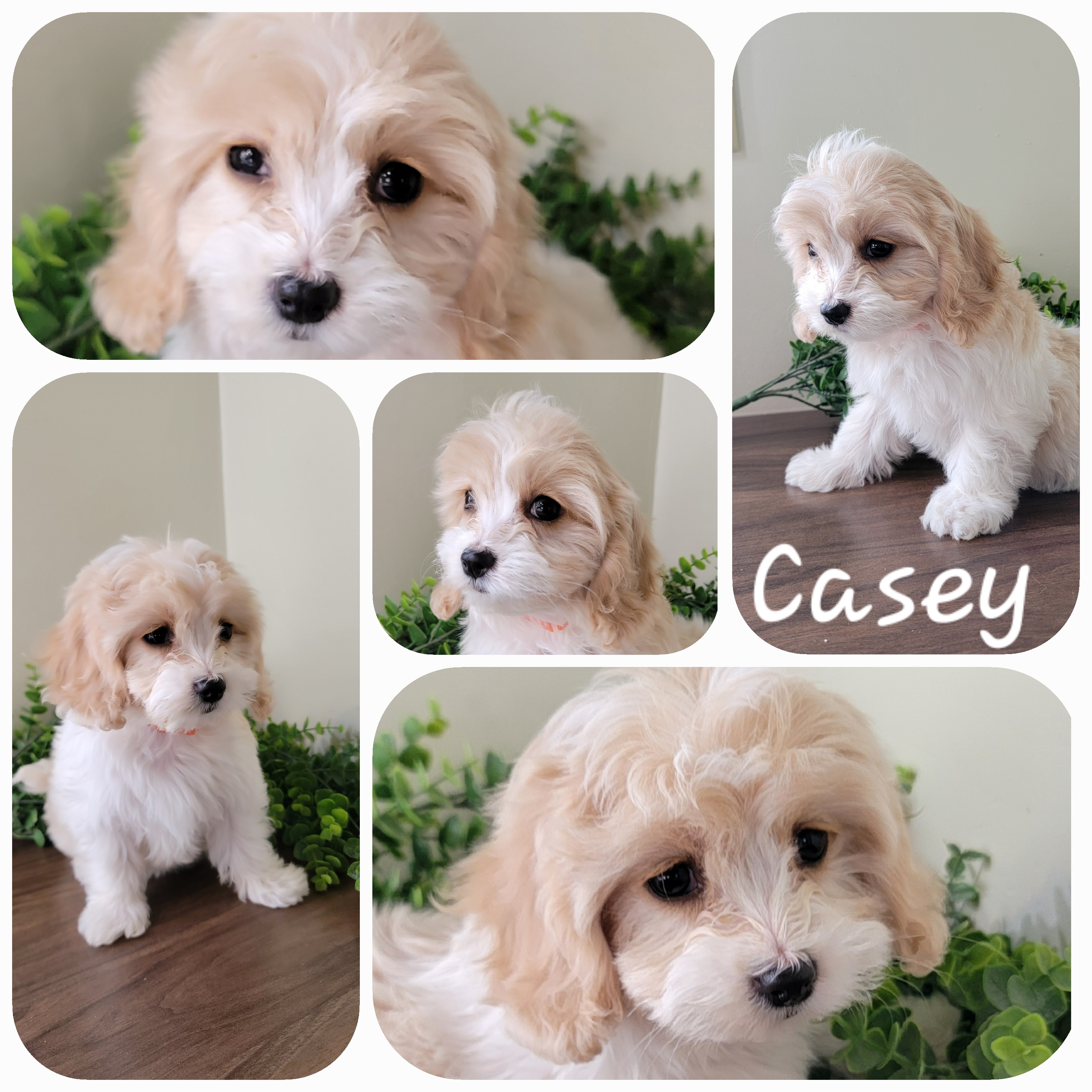 puppy, for, sale, Cav - A - Chon, Loren & Elaine  Nolt, dog, breeder, East Earl, PA, dog-breeder, puppy-for-sale, forsale, nearby, find, puppyfind, locator, puppylocator, aca